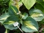 Хоста "Дрім Квін" (Hosta "Dream Quee") - 3