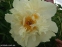 Півонія "Ванілла Шнапс" (Paeonia "Vanilla Schnapps") - 3