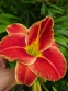 Лілійник "Файа енд Фог" (Hemerocallis "Fire and Fog") - 6