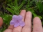 Руеллія приземиста або низька (Ruellia humilis) - 2