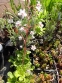 Ломикамінь тінистий "Варієгата" (Saxifraga urbium "Variegata") - 2