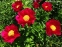 Півонія "Америка" (Paeonia "America") - 4