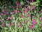 Коронарія шкіряста (Lychnis coronaria) - 2