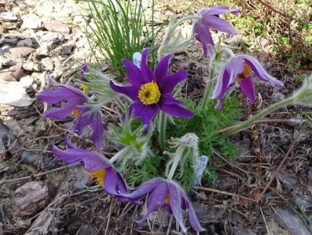 Сон "Весняна Сенсація" (Pulsatilla)