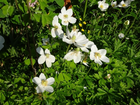 Анемона лісова (Anemone sylvestris)