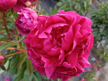 Півонія "Поль М. Уайлд" (Paeonia "Paul M. Wild")