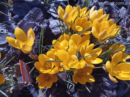 Крокус золотистий "Дороті" (Crocus chrysanthus "Dorothy")