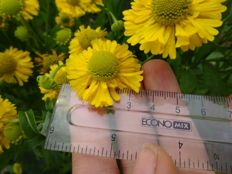 Геленіум "Дабл Трабл" (Helenium "Double Trouble")