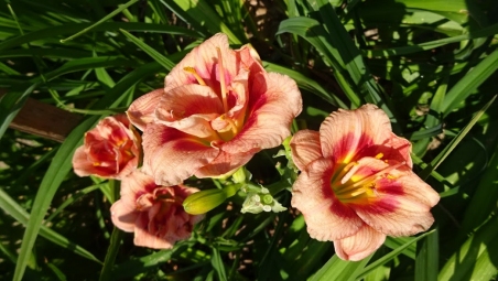 Лілійник "Джаст май Сайз" (Hemerocallis "Just my Size")