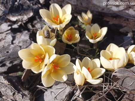 Крокус золотистий "Крім Бьюті" (Crocus chrysanthus "Cream Beauty")