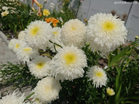 Королиця "Фіона Когхілл" (Leucanthemum x superbum "Fiona Coghill")