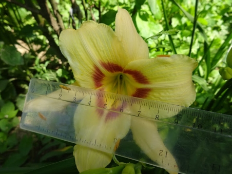 Лілійник "Варсіті" (Hemerocallis "Varsity")