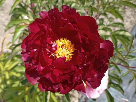 Півонія "Гаррі Л. Сміт" (Paeonia "Harry L. Smith")