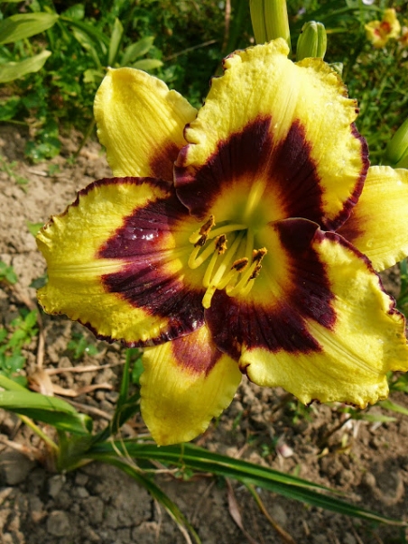 Лілійник "Ель Десперадо" (Hemerocallis "El Desperado")