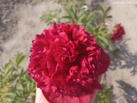 Півонія "Аристократ" (Paeonia "Aristocrat")