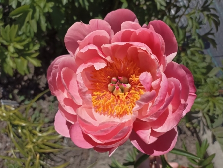 Півонія "Корал Шарм" (Paeonia "Coral Charm")