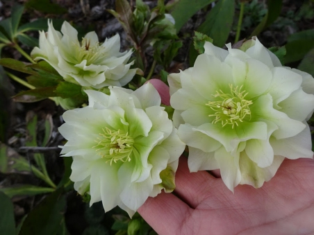 Чемерник гібридний "Дабл Еллен Вайт" (Helleborus × hybridus "Double Еllеn White")