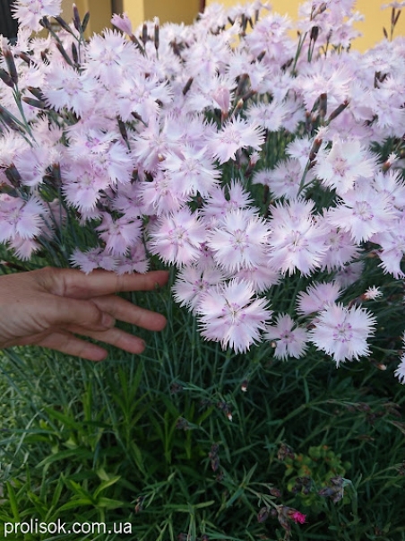 Гвоздики сизі "Басс Пінк" (Dianthus gratianopolitanus "Bath's Pink")
