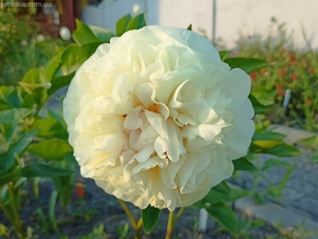 Півонія "Блонд Віжен" (Paeonia "Blonde Vision")