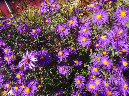 Айстра новобельгійська "Пурпл Доум" (Aster (Symphyotrichum) novi-belgii "Purple Dome")