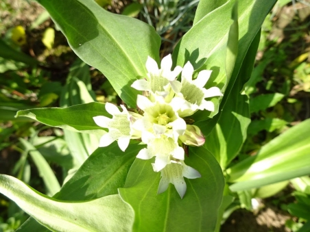 Тирлич тібетський (Gentiana tibetica)