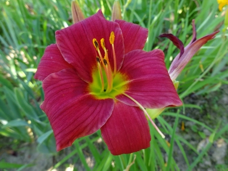 Лілійник "Літл Вайн Кап" (Hemerocallis "Little Wine Cup")
