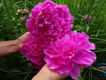 Півонія "Прінцесс Маргарет" (Paeonia "Princess Margaret")