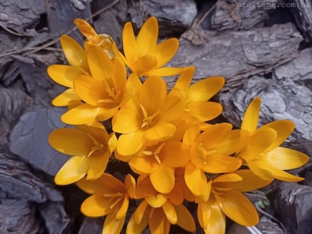 Крокус "Голден Єллоу" (Crocus "Golden Yellow")