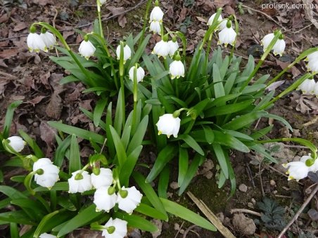 Білоцвіт весняний (Leucojum vernum)
