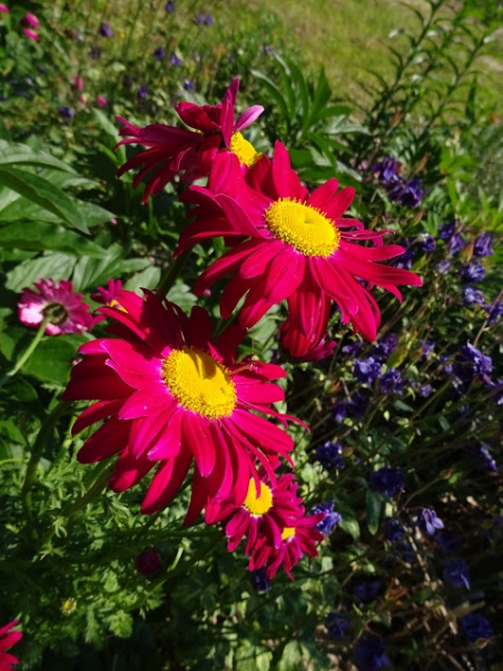 Маруна рожева гібрид "Джемс Келвей" (Pyrethrum roseum hybridum "James Kelway")