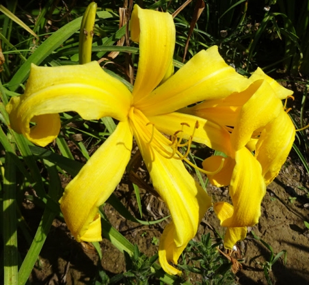 Лілійник спайдер (Hemerocallis spider)