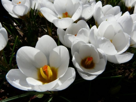 Крокус золотистий "Ард Схенк" (Crocus chrysanthus "Ard Schenk")