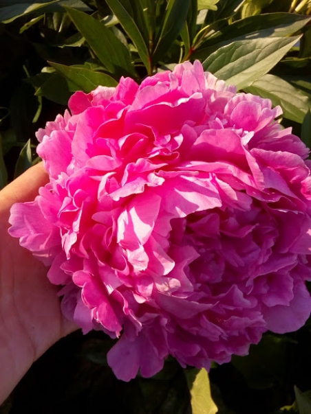 Півонія "Дрезден Пінк" (Paeonia "Dresden Pink")