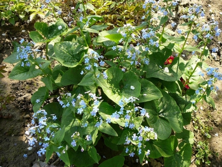 Бруннера сибірська (Brunnera sibirica Stev.)
