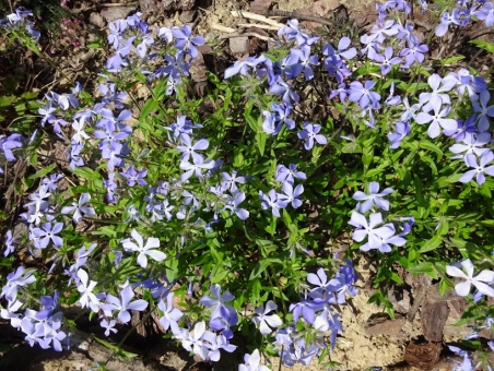 Флокс розчепірений блакитний (Phlox divaricata blue)