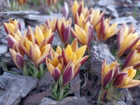 Крокус золотистий "Едванс" (Crocus chrysanthus "Advance")