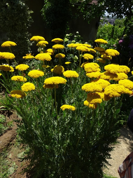 Деревій таволговий "Коронатіон Голд" (Achillea filipendulina "Coronation Gold")
