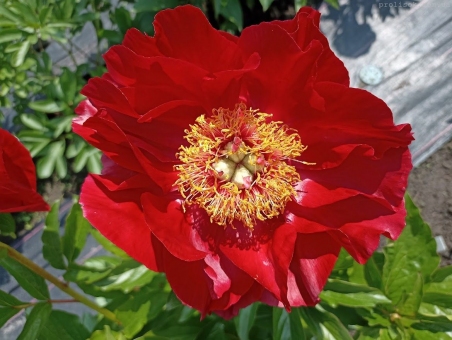 Півонія "Зе Макіно Гранд" (Paeonia "The Mackinac Grand")