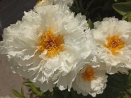 Півонія "Петіт Порселейн" (Paeonia "Petite Porcelain")