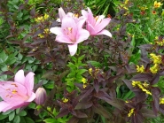 Вербозілля війчасте "Файркрекер" (Lysimachia ciliata"'Fireсraker" )