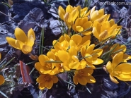 Крокус золотистий "Дороті" (Crocus chrysanthus "Dorothy")