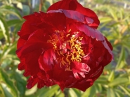 Півонія "Червоний Оксамит" (Paeonia "Chervonyi Oksamyt")