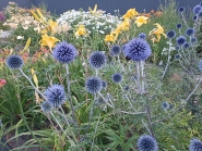 Головатень звичайний (Echinops ritro)