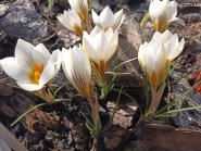Крокус золотистий "Сноу Бантін" (Crocus chrysanthus"Snow Bunting")