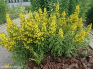 Вербозілля крапчасте (Lysimachia punctata)