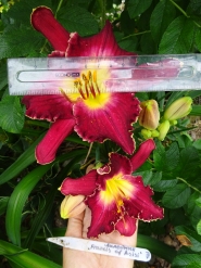 Лілійник "Франсіс оф Ассіс" (Hemerocallis "Francis of Assisi")