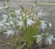 Рястка поникла (Ornithogalum nutans)