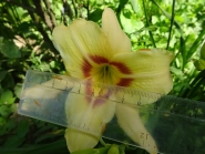 Лілійник "Варсіті" (Hemerocallis "Varsity")