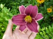 Лілійник "Літл Міссі" (Hemerocallis "Little Missy")