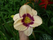 Лілійник "Дрім Легасі" (Hemerocalis "Dream Legacy")